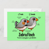 ゼブラフィンチ統計 ポストカード (正面/裏面)