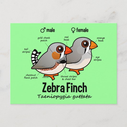 ゼブラフィンチ統計 ポストカード (正面)