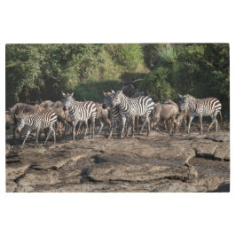 ゼブラヘルドナチュラルアフリカセッティングメタルプリント メタルプリント