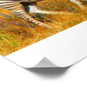 ゼブラベビー ポスター (角)