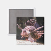 ゼブラライオンのフィッシュマグネット マグネット (正面/裏面)