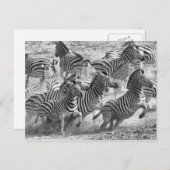 ゼブラランニングス ポストカード (正面/裏面)