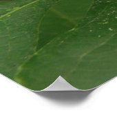 ゼブラロングウィングバタフライプリント ポスター (角)