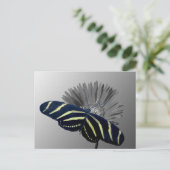 ゼブラロングテールデイジー ポストカード (スタンド正面)