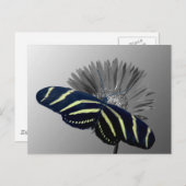 ゼブラロングテールデイジー ポストカード (正面/裏面)