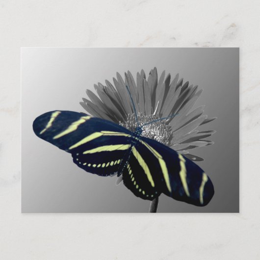 ゼブラロングテールデイジー ポストカード (正面)