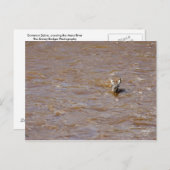 ゼブラ交差 ポストカード (正面/裏面)