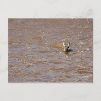 ゼブラ交差 ポストカード