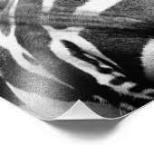 ゼブラ写真 フォトプリント            (角)