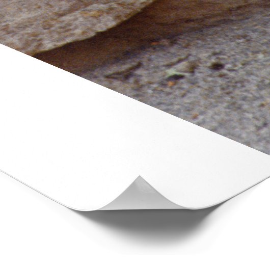 ゼブラ写真 ポスター (角)