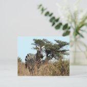 ゼブラ凝視 ポストカード (スタンド正面)