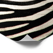 ゼブラ実在の毛皮の写真 ポスター (角)