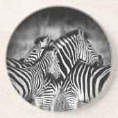 ゼブラ岬 コースター (正面)