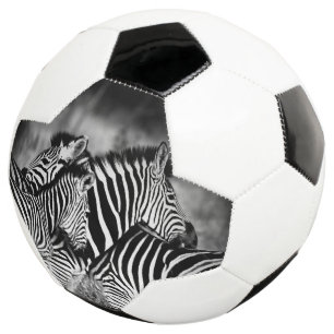 ゼブラ岬 サッカーボール