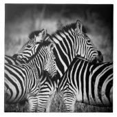 ゼブラ岬 タイル (正面)