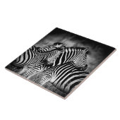 ゼブラ岬 タイル (側面)