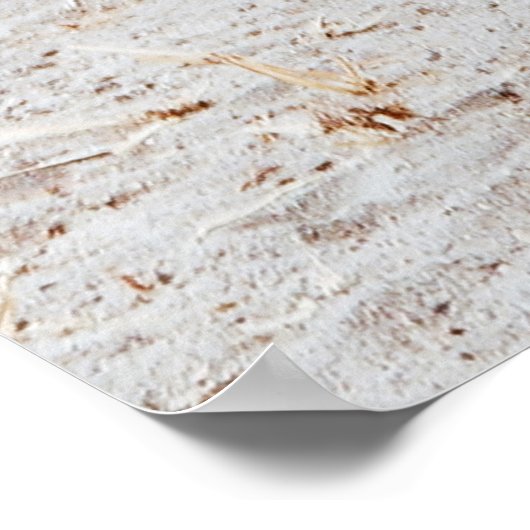 ゼブラ科 ポスター (角)