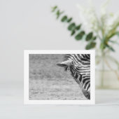 ゼブラ葉書 ポストカード (スタンド正面)