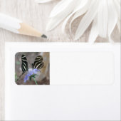 ゼブラ蝶 ラベル (インサイチュ)