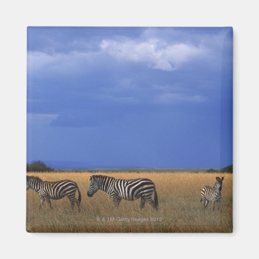 ゼブラ2を許可 マグネット (正面)