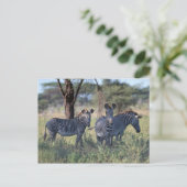 ゼブラ2 ポストカード (スタンド正面)