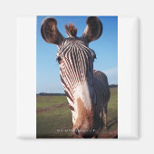 ゼブラ2 マグネット (正面)