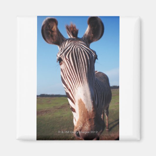 ゼブラ2 マグネット (正面)