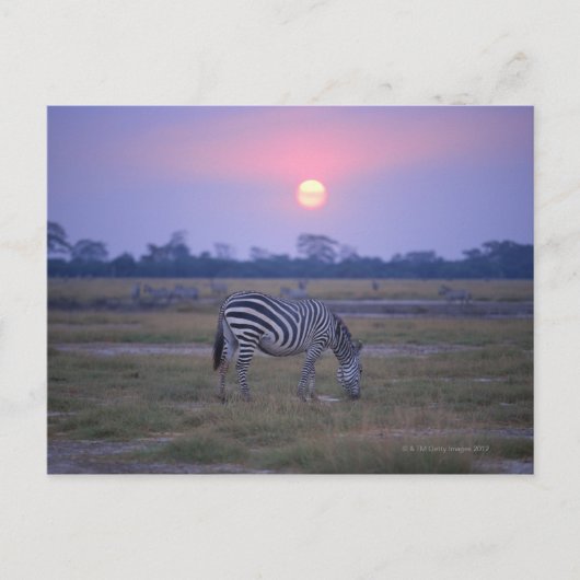 ゼブラ3許可 ポストカード (正面)