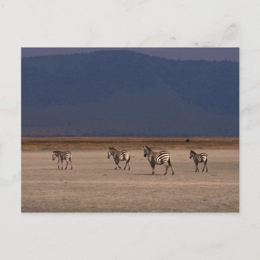 ゼブラ4許可 ポストカード (正面)