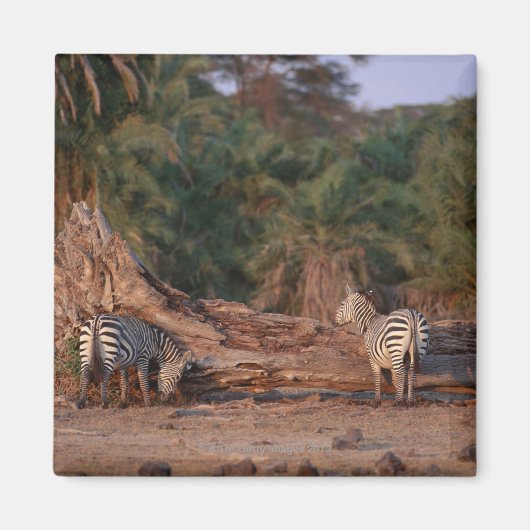 ゼブラ5を許可 マグネット (正面)