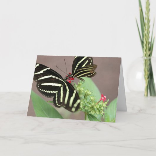 ゼブラ カード (正面)