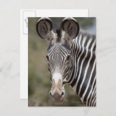 ゼブラ，ケニア，アフリカ ポストカード (正面/裏面)