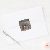 ゼブラ スクエアシール (封筒)