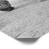 ゼブラ・ブディー ポスター (角)