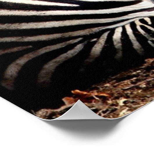 ゼブラ ポスター (角)
