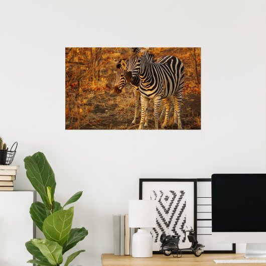 ゼブラ ポスター (ホームオフィス)