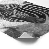 ゼブラ ポスター (角)