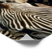 ゼブラ ポスター (角)