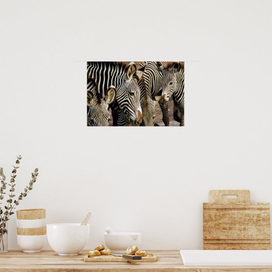 ゼブラ ポスター (キッチン)
