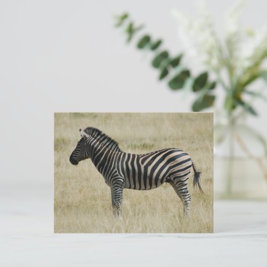 ゼブラ ポストカード (スタンド正面)