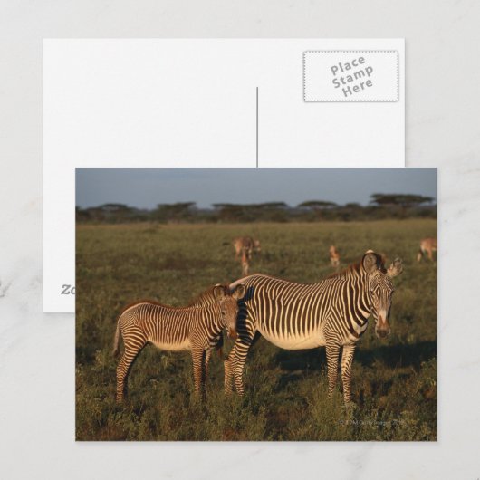 ゼブラ ポストカード (正面/裏面)