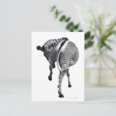 ゼブラ ポストカード (スタンド正面)