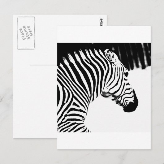 ゼブラ ポストカード (正面/裏面)