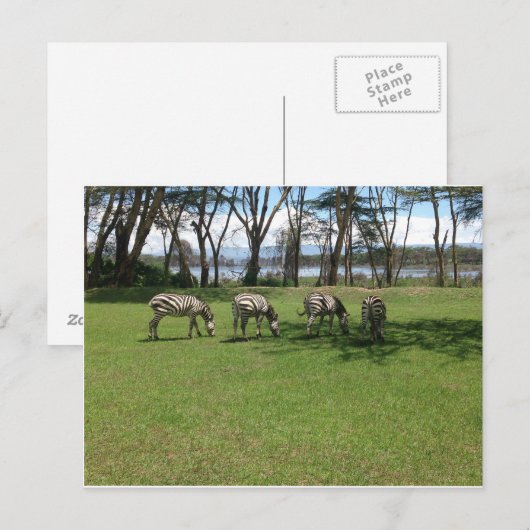 ゼブラ ポストカード (正面/裏面)