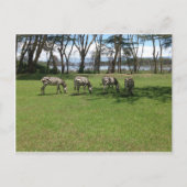 ゼブラ ポストカード (正面)