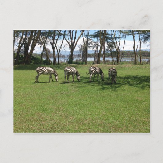 ゼブラ ポストカード (正面)