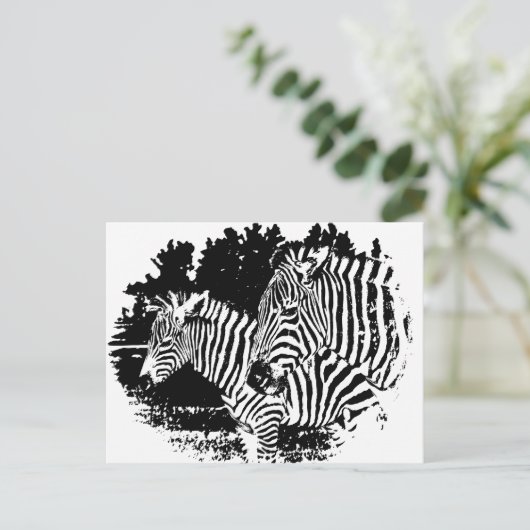 ゼブラ ポストカード (スタンド正面)