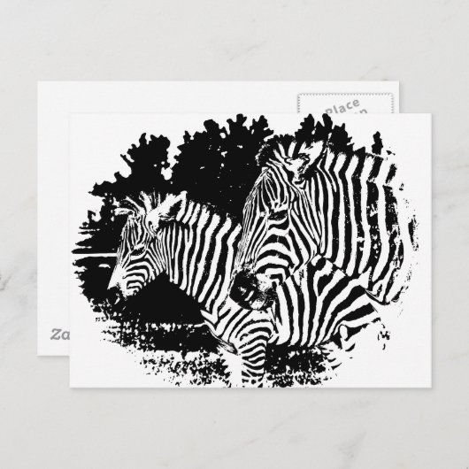 ゼブラ ポストカード (正面/裏面)