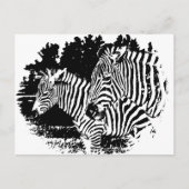 ゼブラ ポストカード (正面)