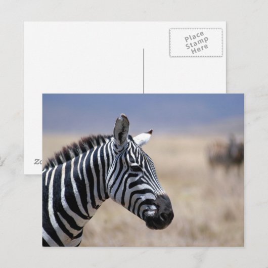 ゼブラ ポストカード (正面/裏面)
